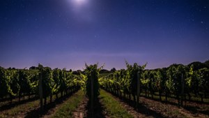 Starry Vineyard Night