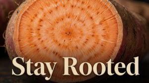 Stay Rooted Yam