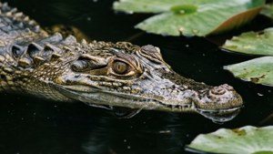 Stealthy Gharial Emergence