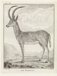Steenbok