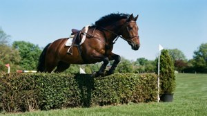 Steeplechase Leap