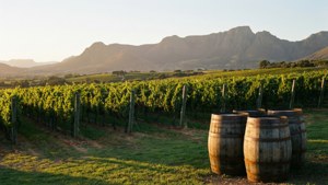 Stellenbosch Vineyards