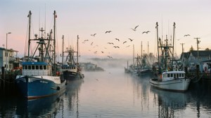 Steveston Harbour Dawn