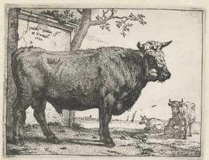 Stier