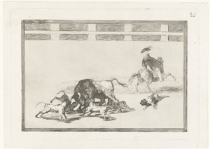 Stier aangevallen door honden