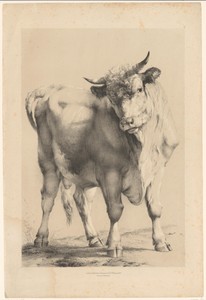 Stier