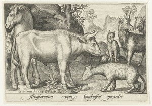 Stier en ander vee en hyena
