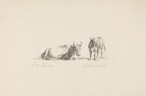 Stier en een kalf