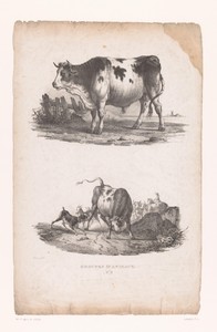 Stier en hond valt stier aan