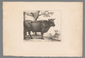 Stier en twee koeien bij bouwwerk aan het water