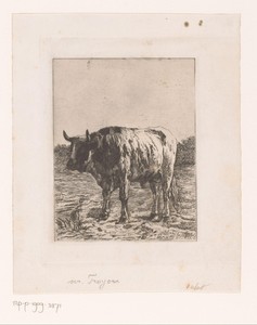 Stier in de wei