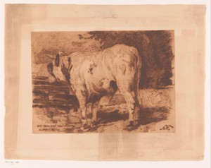 Stier in de wei