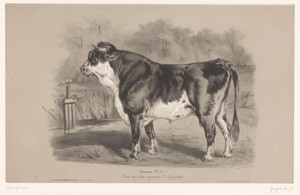 Stier in een weiland