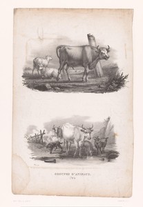 Stier met twee schapen en vee bij een drinkplaats