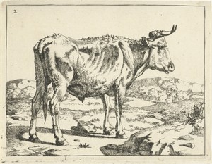 Stier staand bij rots