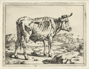 Stier staand bij rots