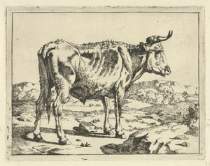 Stier staand bij rots