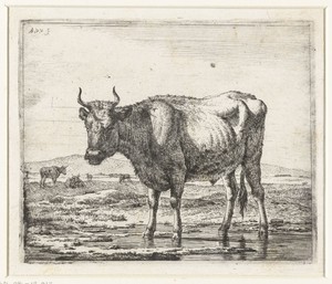 Stier staand in ondiep water