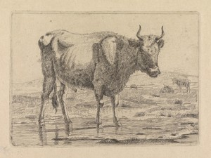 Stier staand in sloot