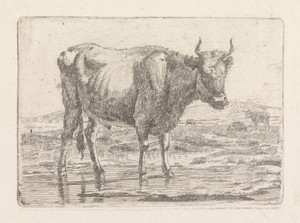 Stier staand in sloot