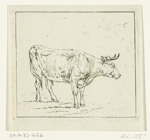 Stier staand, naar rechts