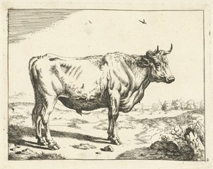 Stier, staand naar rechts, met vogels