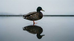 Stillness
