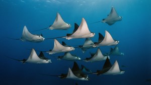 Stingray School