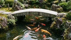 Stone Arch Koi Garden