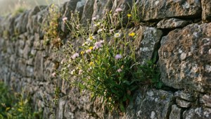 Stone Wall Wildflowers