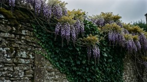 Stone Wall Wisteria