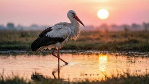 Stork at Dawn