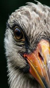 Stork Eye Macro