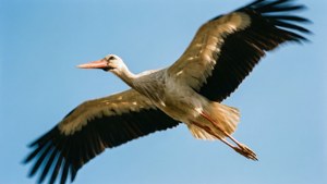 Stork in Flight