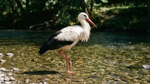 Stork in Stream