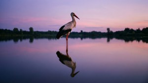 Stork Reflection