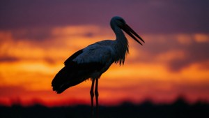 Stork Silhouette Sunset