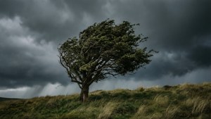 Storm-Bent Tree
