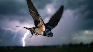 Storm Diver Swallow