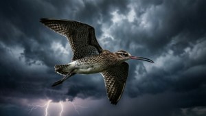 Storm Rider