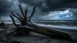 Stormy Driftwood Beach