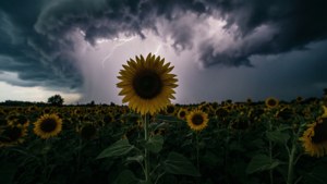 Stormy Field