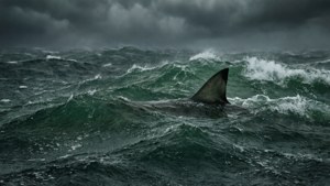 Stormy Sea Fin