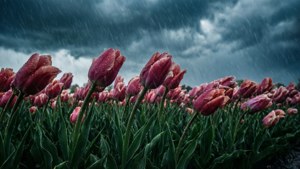Stormy Tulips