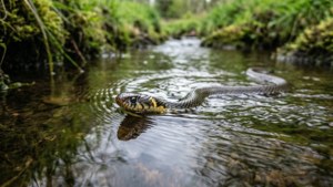 Stream Crossing