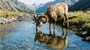 Stream Reflection