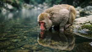 Streamside Macaque