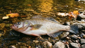 Streamside Plaice Peace