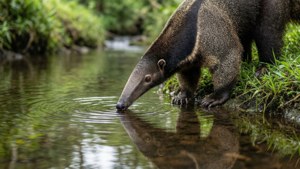 Streamside Quench