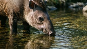 Streamside Thirst